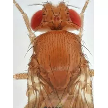 Drosophila × 3.000 Larvas Envíos