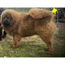 Productor Mastin Tibetano Inscrito Kennel Servicio De Monta