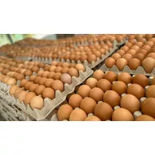 Huevo Fertil De Pollo Cob 500 - Caja De 360 Unid