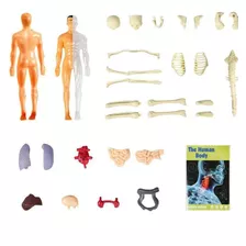 Figura De Ação De Pessoas Com Modelo De Corpo Humano 3d.