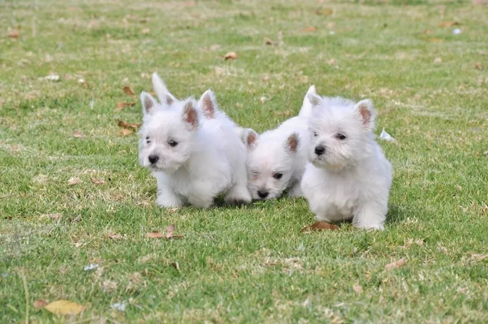 Autenticos Cachorros West Highland Terrier, Padres Importado