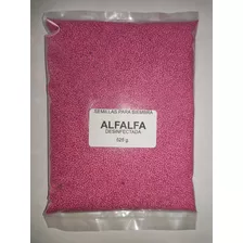 Semillas De Alfalfa Desinfectada Para Sembar 350m2 525grs