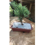Segunda imagen para búsqueda de bonsai