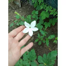 Semillas De Flor Silvestre Del Campo. Color Blanco.