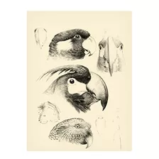 Escritura - Trademark Fine Art 'waterbird Sketchbook Iii' Ca
