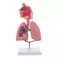 Modelo De Estudo Pulmão Humano Sistema Respiratório Premium