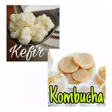 Scoby Para Kombucha + Kefir De Leite Com Manual De Cultivo