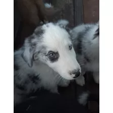 Cachorros Border Collie Criados En El Campo!!! 