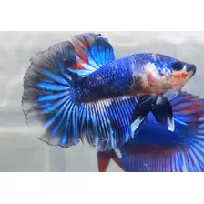 Betta Dragón Juvenil Colores Surtidos, Paq. De 5 Ejemplares.