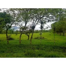 Vendo Finca En Comatillo, Bayaguana Mp., 175 Tareas