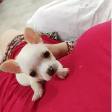 Chihuahua Minis Cachorros 