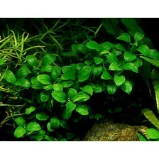 Anubias Barteri, Var.nana.petit, Pack De 2plantas Acuatica. 