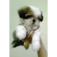 Hermosura De Shihtzu Pureza Garantizada 350 Shitzu Mini Toy