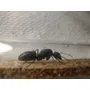 Primera imagen para búsqueda de camponotus chilensis