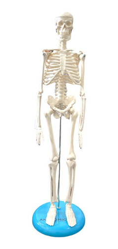 Esqueleto Humano 45 Cm De Altura C/ Suporte - Anatomic 