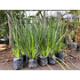 Tercera imagen para búsqueda de planta dietes blancos