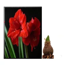 Bulbo De Flores Amaryllis Red Knigth 01 Unidade Original