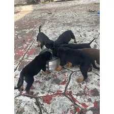 Rottweiler Cachorros, 5 Hembras(negro/marron, 1 Macho,marrón
