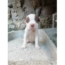 Cachorros American Pitbull Terrier 