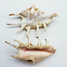 Pepperlonely Spider Conch Shells