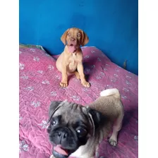 Permuto Cambio Cachorra Pug Y Dogo De Burdeo Vacunados 