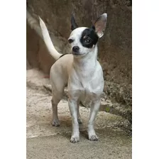 Busco Novia Para Chihuahua Cabeza De Venado