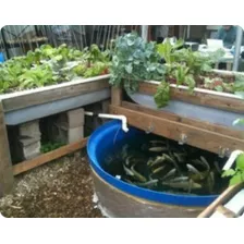 Projeto Aquaponia Horta Peixe Orgânico