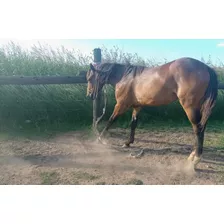 Potranca Appaloosa Con Registro 