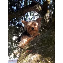 Yorkshire Terrier Macho, Para Monta.