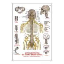 Carta Quiropráctica Del Sistema Cerebro-espinal