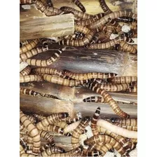 Tenebrios Gigantes 100 Larvas/ 2 Kg Ração