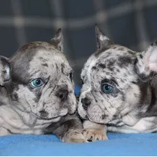 Bulldog Frances Exótico Blue Merle Mágicos 