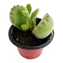 Kit 15 Uni. Muda Pata De Urso ( Cotyledon Tomentosa )