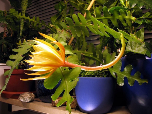 Esqueje Sin Raíz - 30cm - Epiphyllum Anguliger - Amarillo