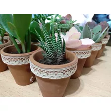 10 Mini Cactus Suculentas Souvenirs N5 Eventos Isiflor