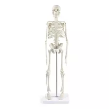 Modelo Anatómico Esqueleto Humano 45 Cm