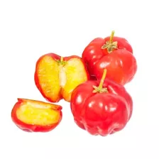  Frete Grátis Acerola Gigante Para Vasos Sementes Frutas