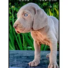 Ultimos!!! Cachorros Weimaraner Hermosos!!!criadero Fiormay