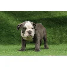 Cachorro Bulldog Ingles