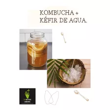 Kombucha Scoby + Kefir De Agua + Frasco - mL a $92