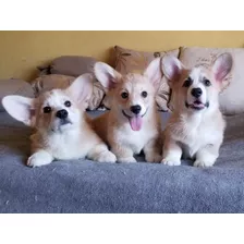 Bellísimos Cachorros Corgi De Pembroke Con Papeles Y Vacunas