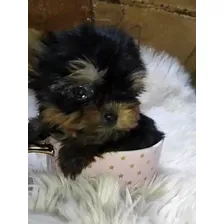 Cachorra De Yorkshire Terrier Tacita 