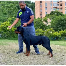 Cachorro Rottweiler 