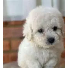  French Poodle Mini 150c/u Hermosos Y Puros