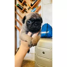 Cachorrita Pug