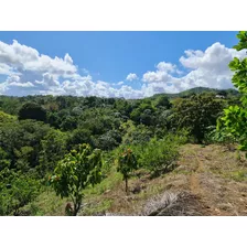 Finca En La Malena San Francisco De Macoris Con Titulo De 100 Tareas 3400 Matas De Limon 1980 Matas De Cacao Y Mas