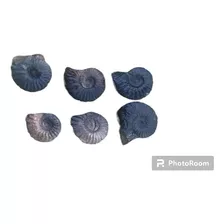 Ammonites 