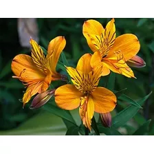 Semillas Flor Alstroemeria