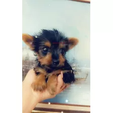 Cachorrito Yorkshire 550 Yorky Mini Toy Puro Y Lindo