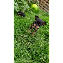 Hermosos Cachorros Pinsher Doberman Miniatura Perros 